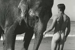 Even an Elephant makes fun of small dick
