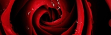 Chaturbate - AnonymousUser's my edit of purple tail ruby images