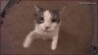 Chaturbate - 200qa's image for 200qa Tip Jar