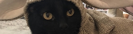 Chaturbate - AnonymousUser's babycat.exe images
