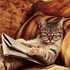 Chaturbate - AnonymousUser's teto images