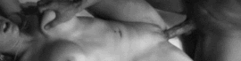 Chaturbate - AnonymousUser's Lovense-Me images