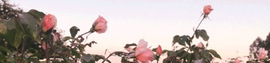Chaturbate - AnonymousUser's AutumnVonDoe's Goals images
