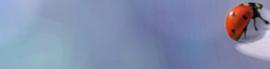 Chaturbate - cuntip's image for Tip8Dice