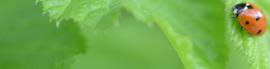 Chaturbate - cuntip's image for Tip8Dice