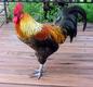 rooster