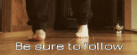 followcat12
