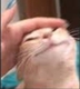 happycatdlg